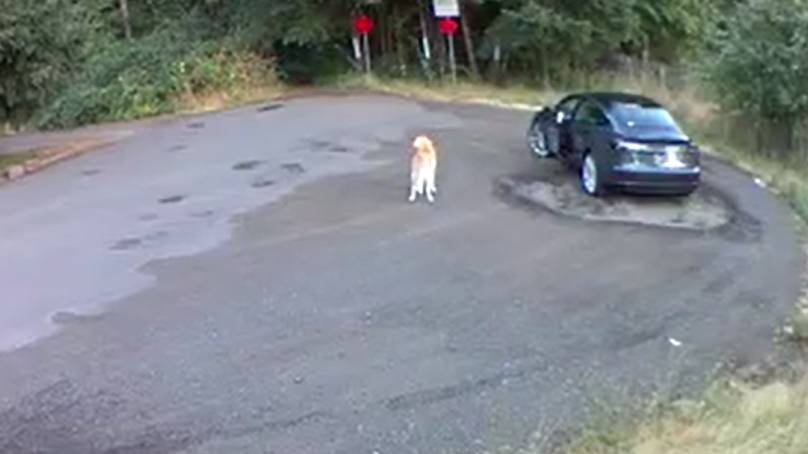 Heartbreaking Clip Shows Golden Retriever Abandoned By Its Owner