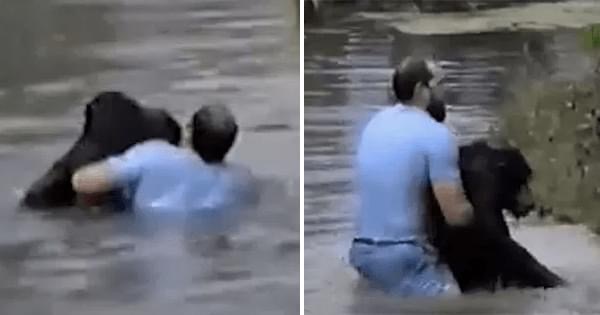 Zoo Refuses To Save Drowning Chimp So Man Leaps Over Enclosure To Rescue Him Himself Video